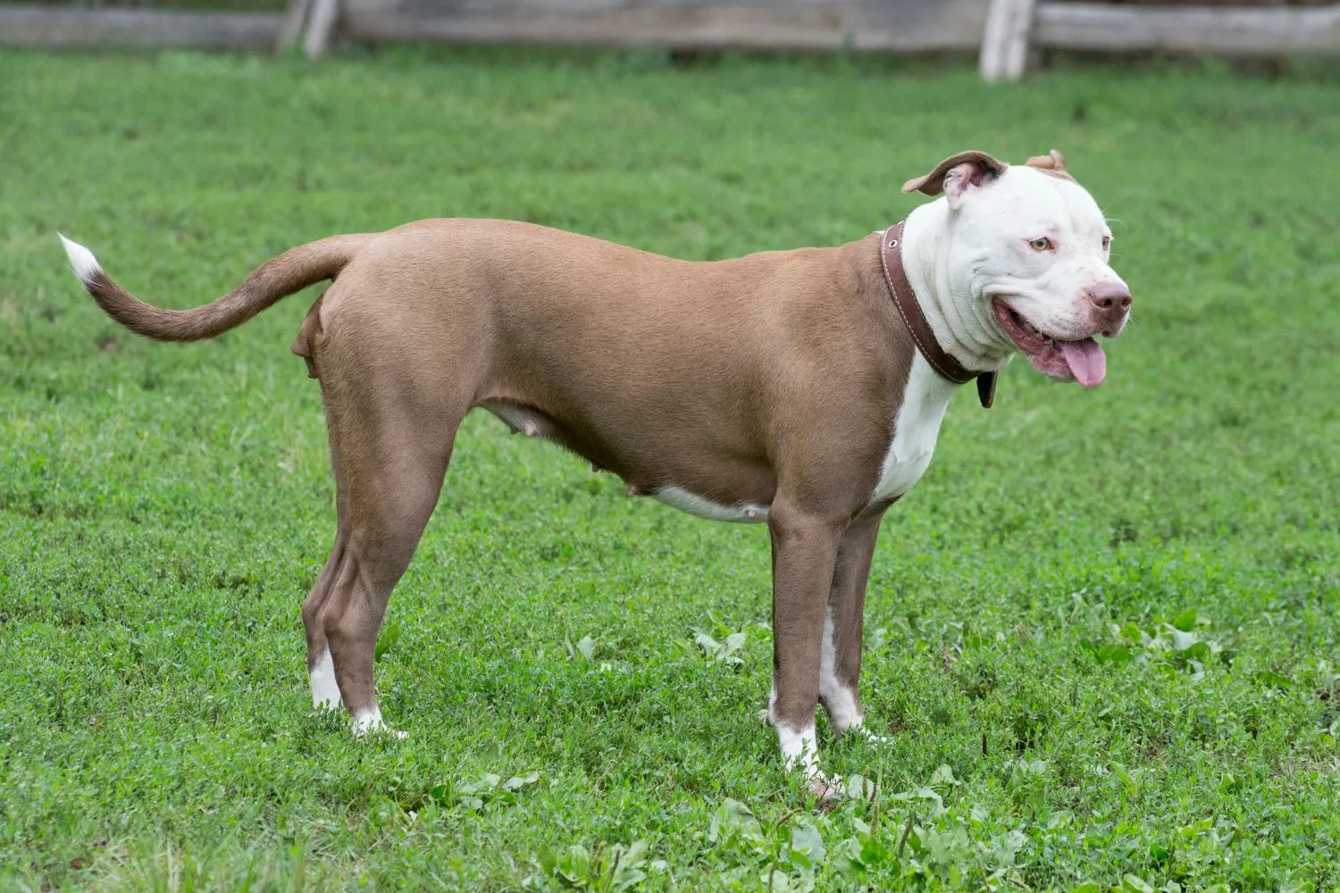 Read more about the article American Pit Bull Terrier Breeder