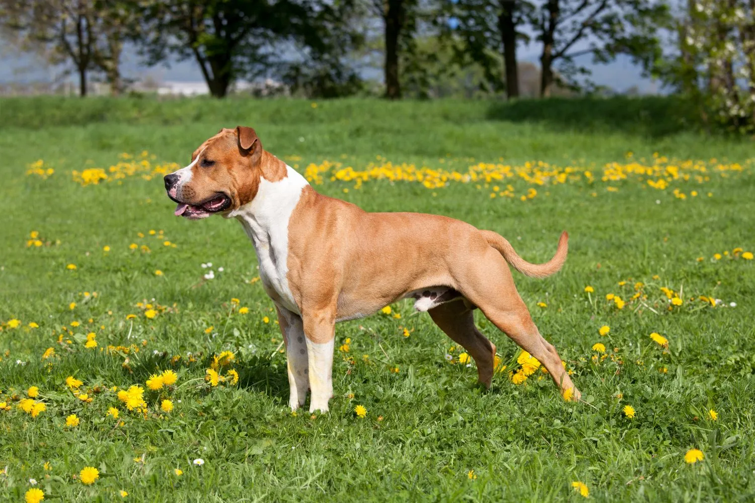 Read more about the article American Staffordshire Terrier Breeder