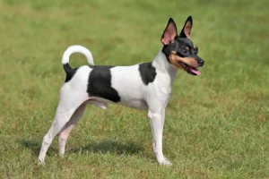 Read more about the article American Toy Terrier Breeder