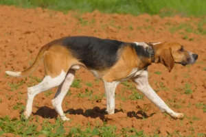 Read more about the article Anglo-Français de Petite Vénerie Breeder