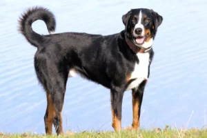 Read more about the article Appenzell Mountain Dog Breeder
