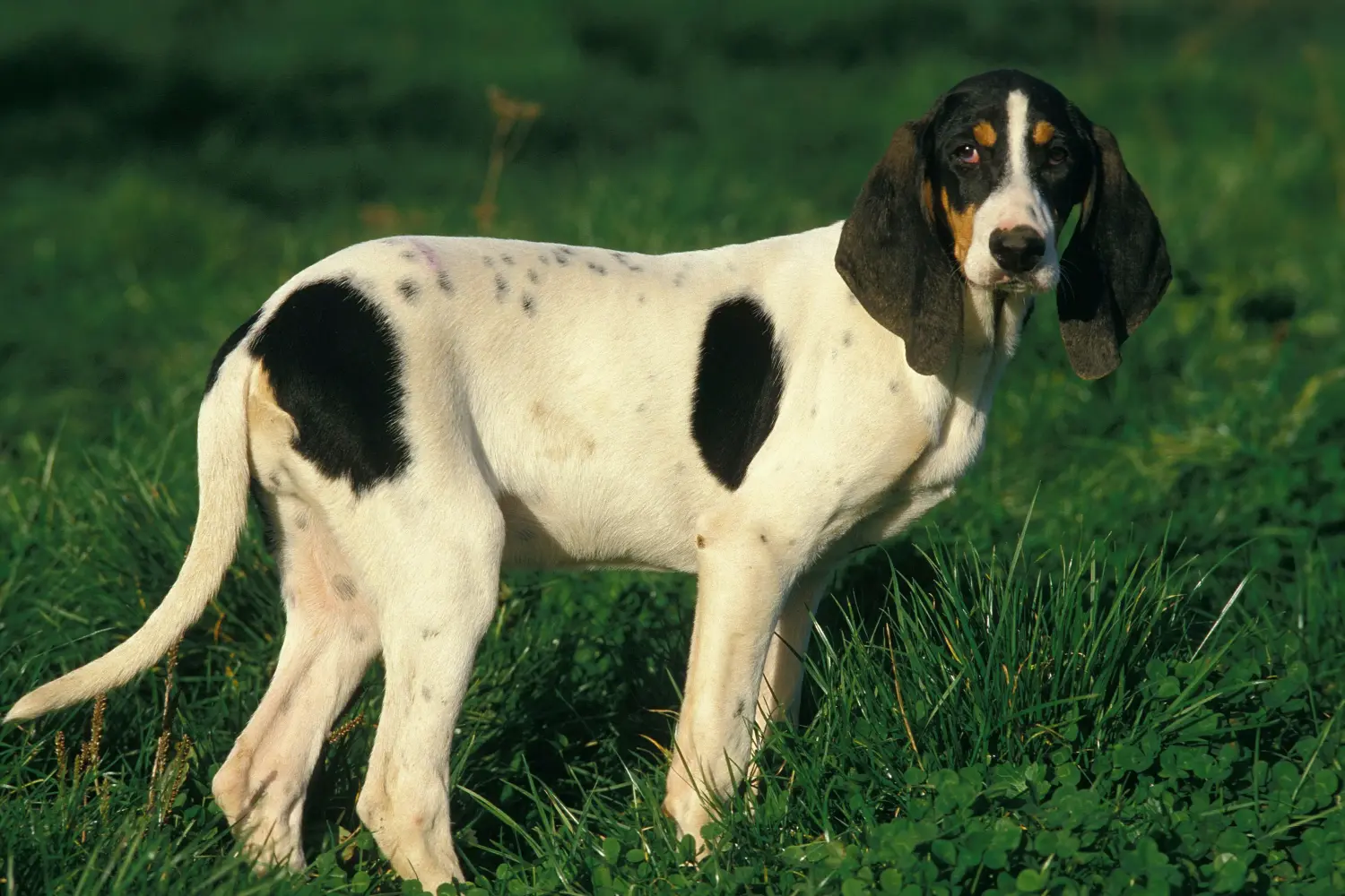 Read more about the article Ariégeois breeder