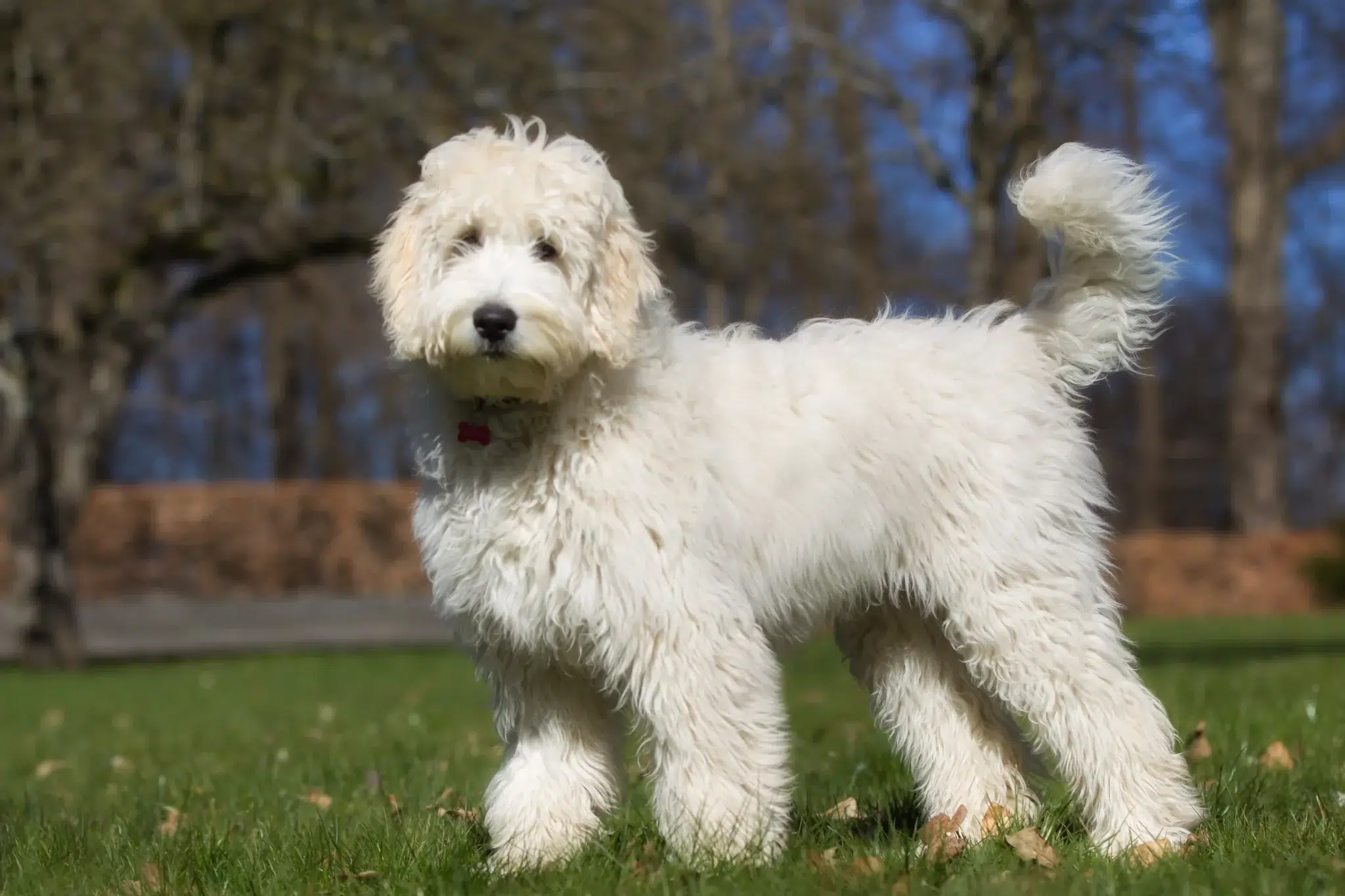 Read more about the article Australian Labradoodle Breeder