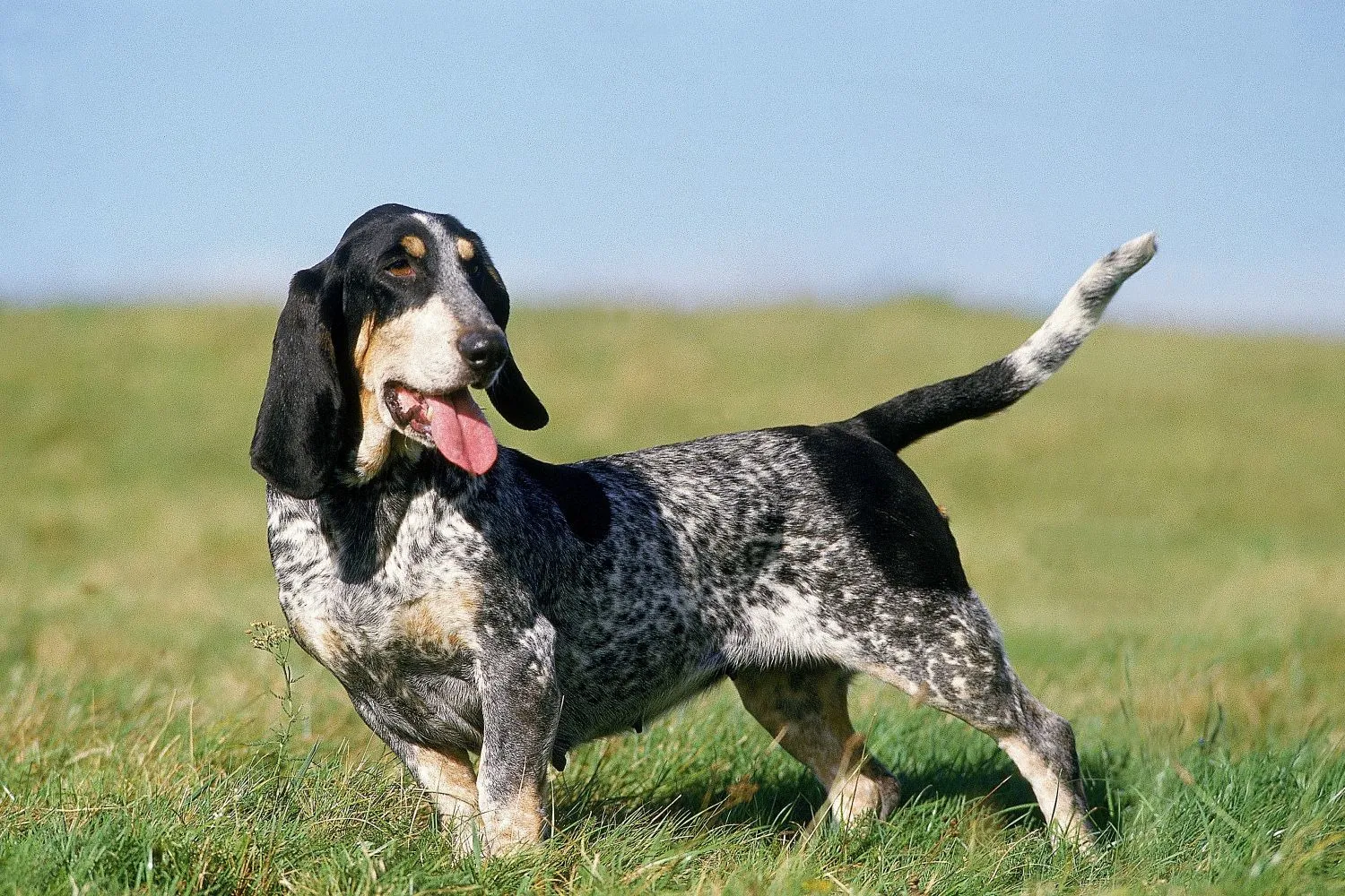 Read more about the article Basset bleu de Gascogne breeder