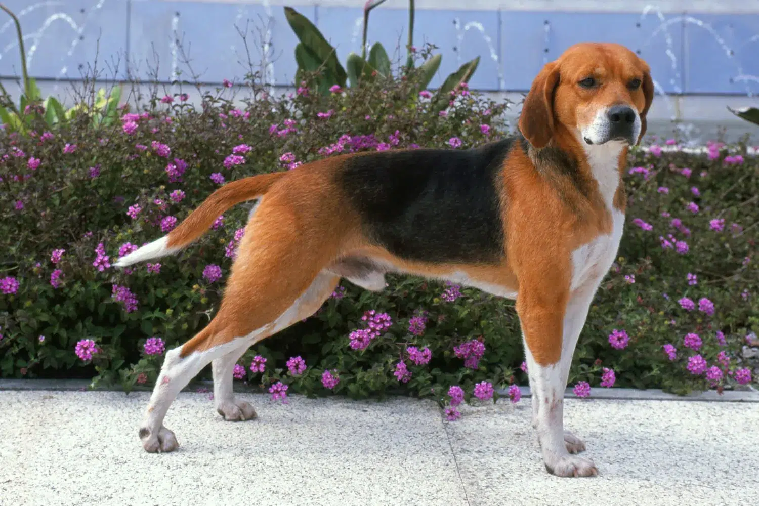 Read more about the article Beagle Harrier Breeder