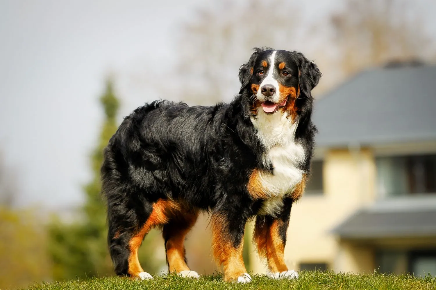 Read more about the article Bernese Mountain Dog Breeder