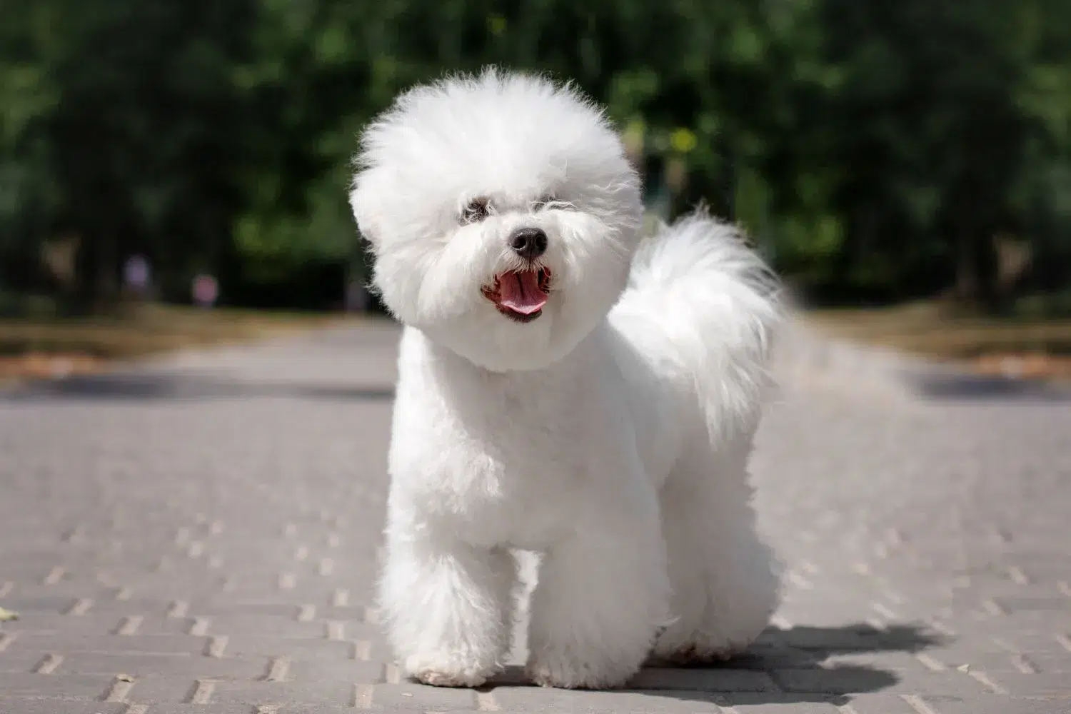 Read more about the article Bichon Frisé breeder