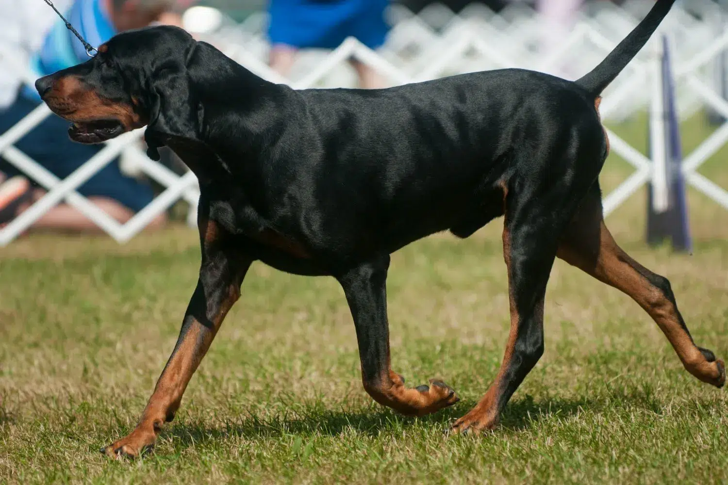 Read more about the article Black and Tan Coonhound Breeder