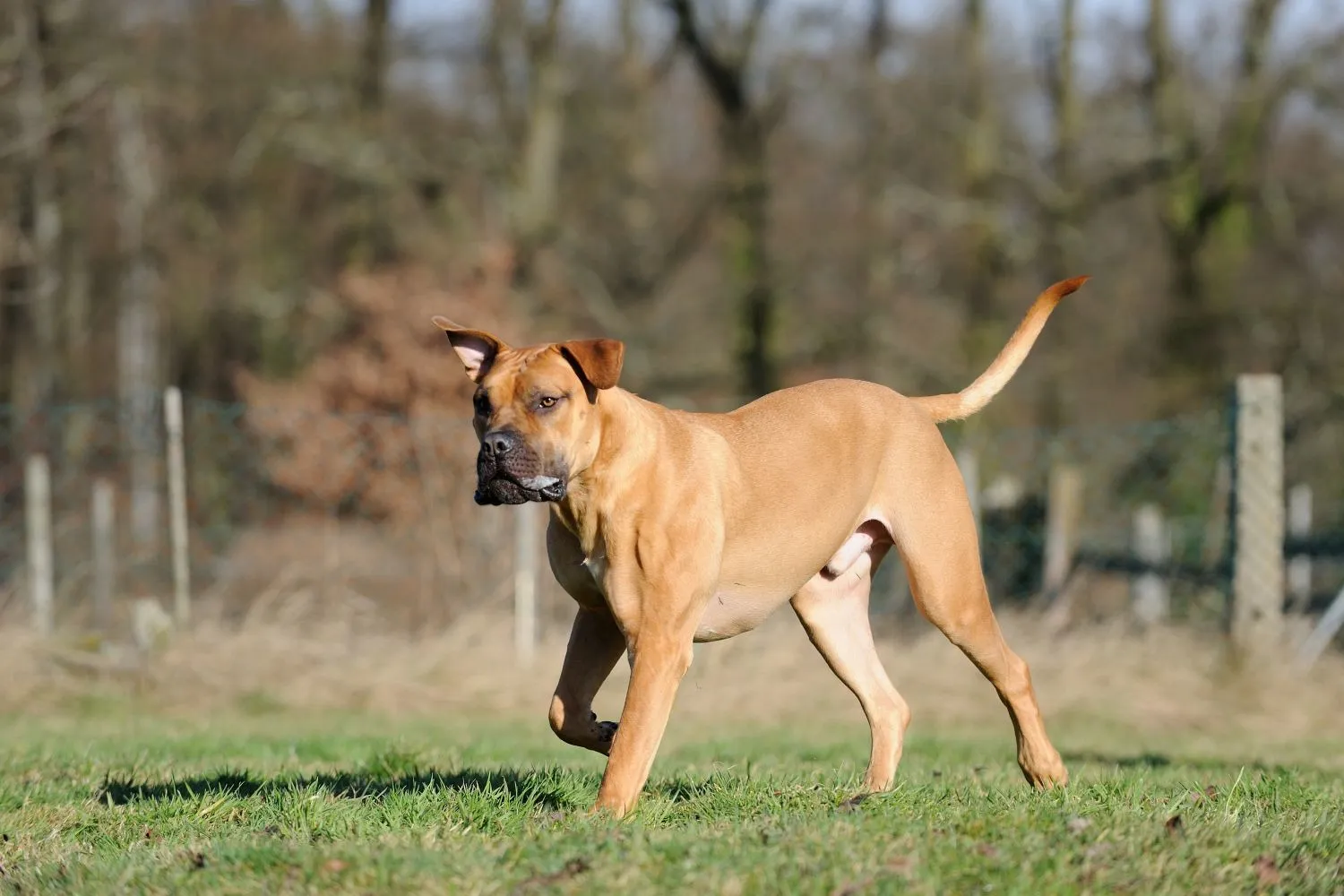 Read more about the article Boerboel breeder