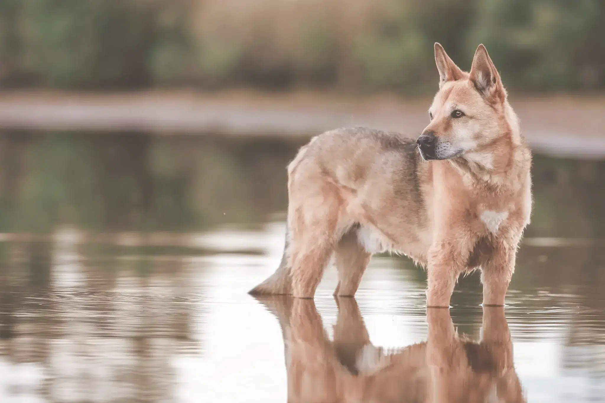 Read more about the article Canaan Dog Breeder