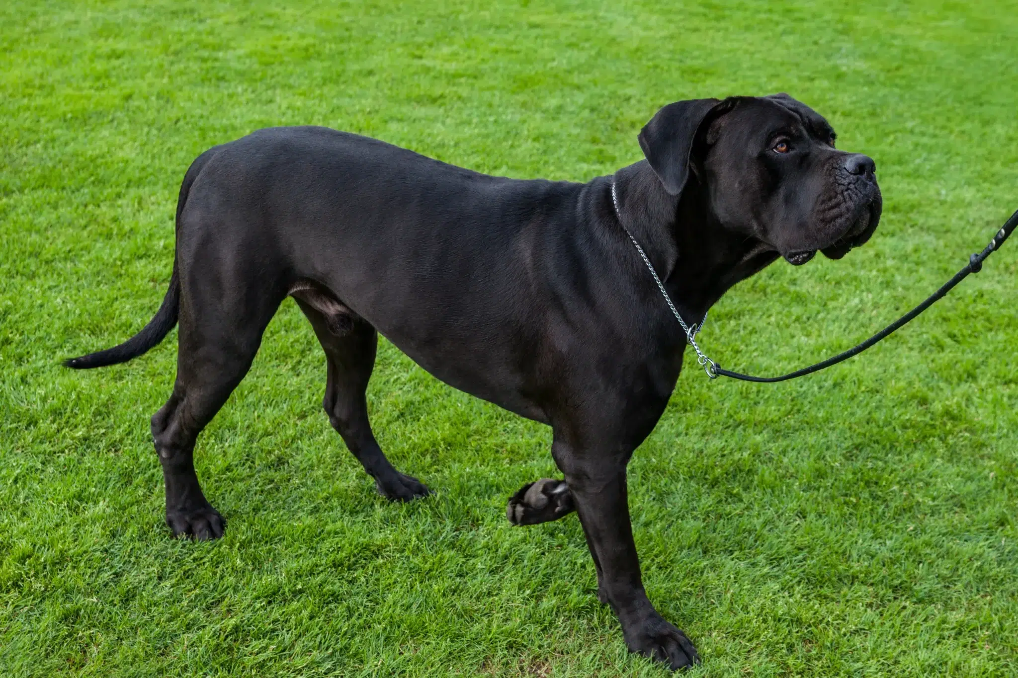 Read more about the article Cane Corso Italiano Breeder