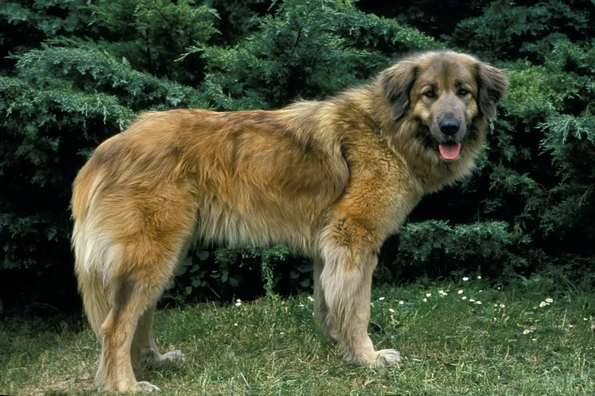 Read more about the article Cão Da Serra Da Estrela Breeder