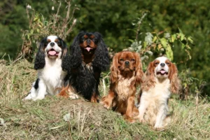 Read more about the article Cavalier King Charles Spaniel Breeder