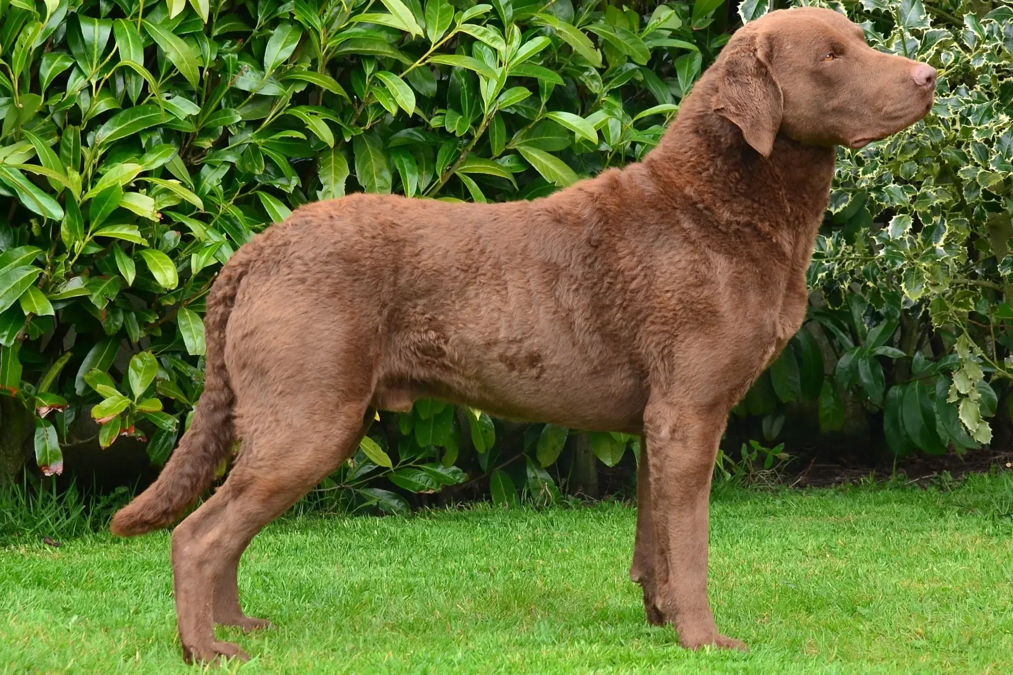 Read more about the article Chesapeake Bay Retriever Breeder
