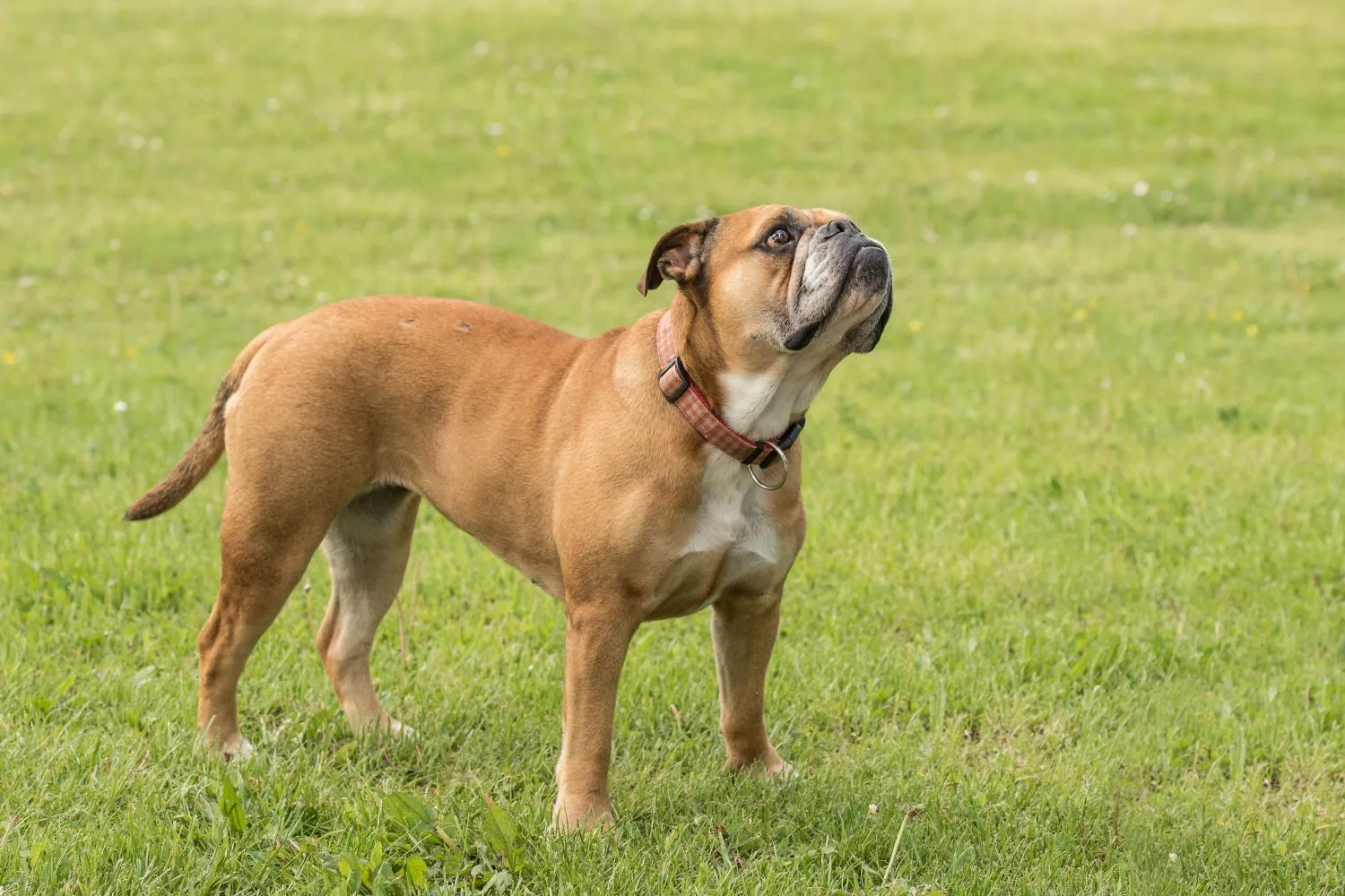 Read more about the article Continental Bulldog Breeder