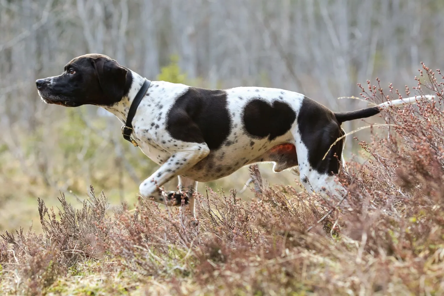 Read more about the article English Pointer Breeder