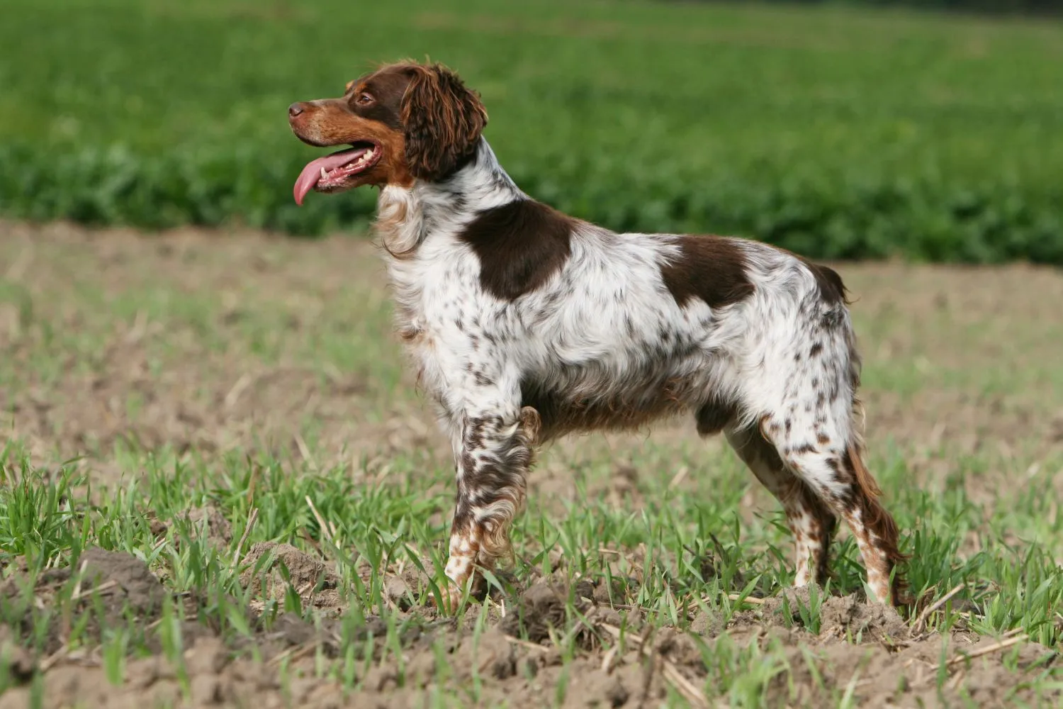 Read more about the article Epagneul Breton breeder