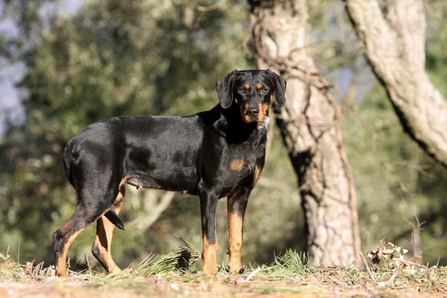 Read more about the article Erdélyi Kopó breeder
