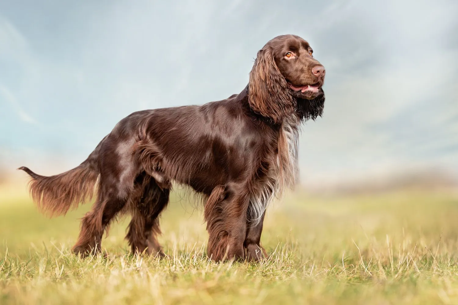 Read more about the article Field Spaniel Breeder