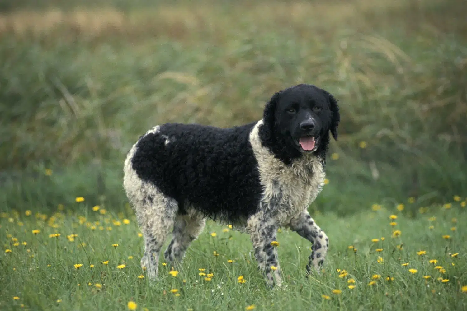 Read more about the article Frisian Water Dog Breeder