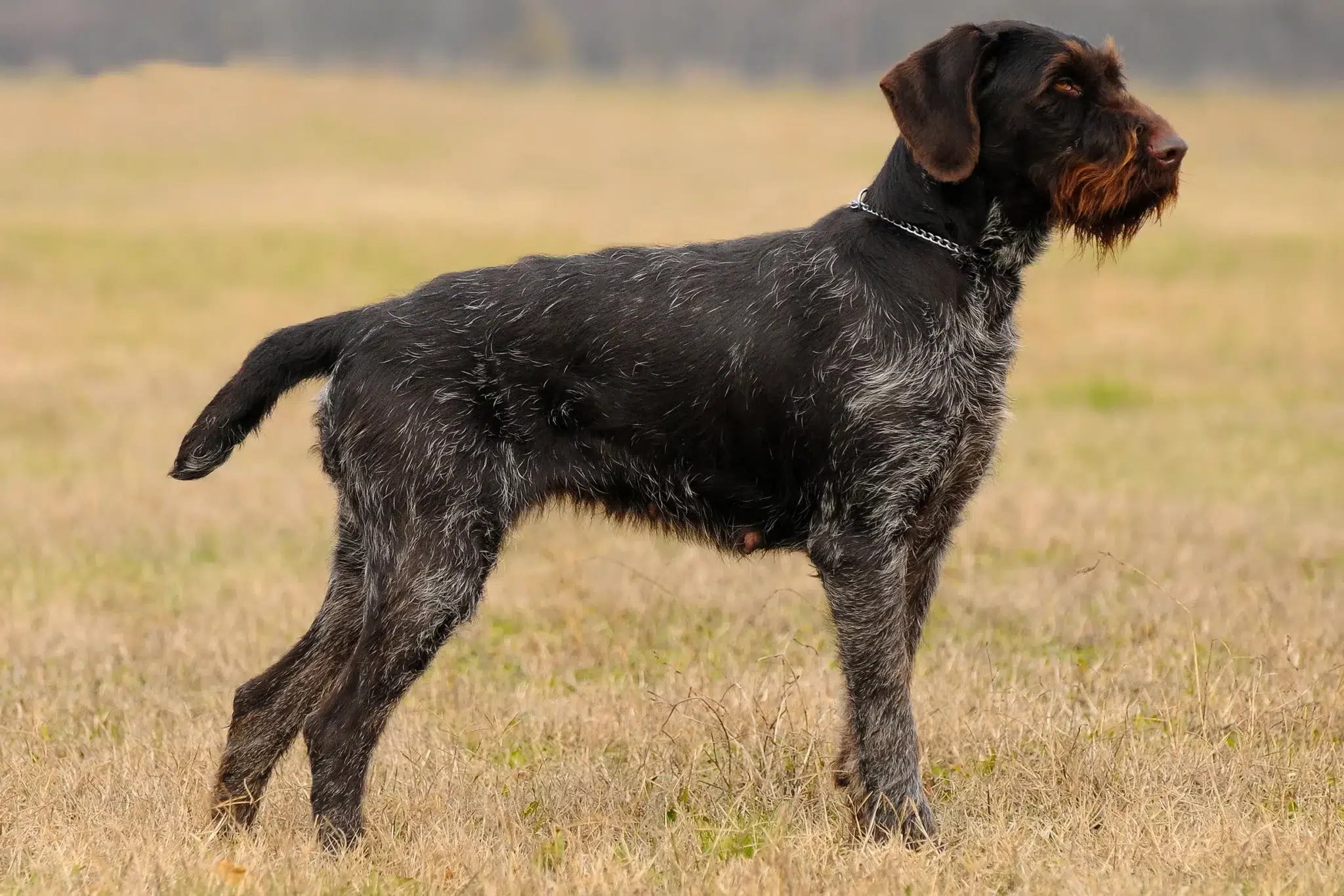 Read more about the article German Wirehair Breeder