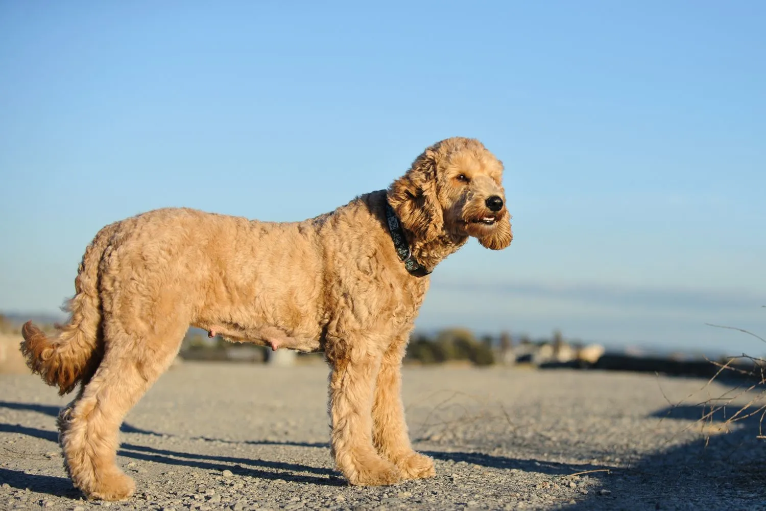 Read more about the article Goldendoodle breeder