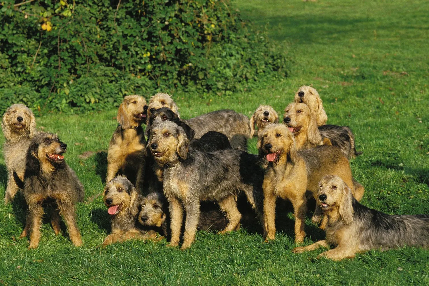 Read more about the article Griffon Nivernais breeder