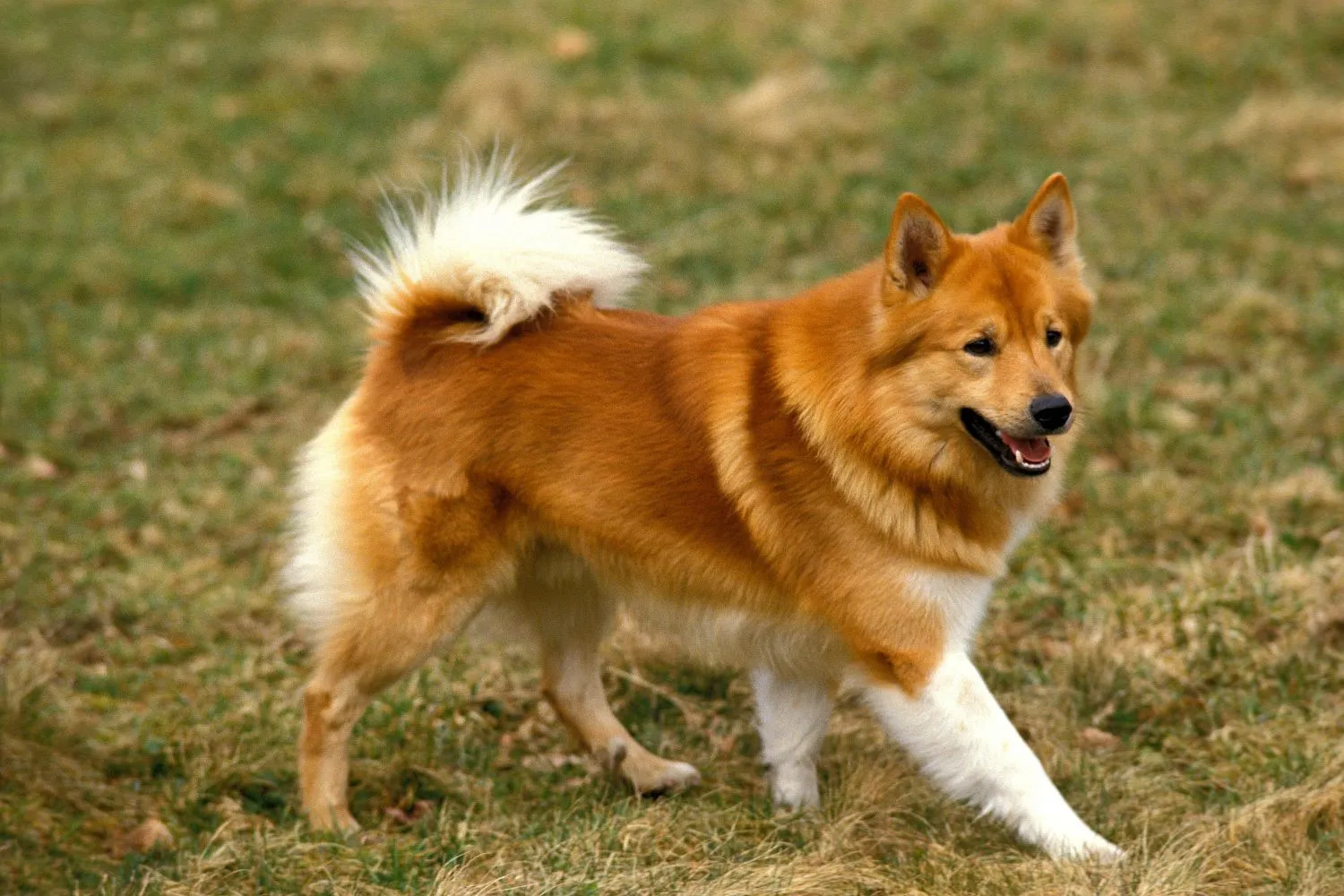 Read more about the article Icelandic dog breeder