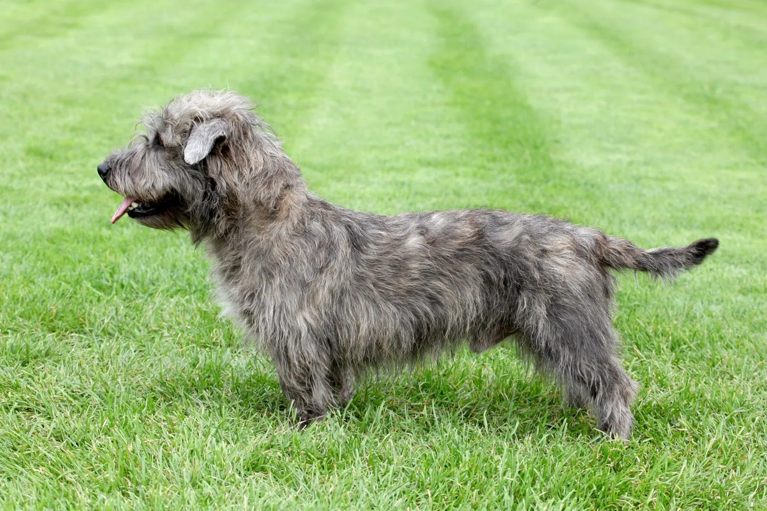 Read more about the article Irish Glen of Imaal Terrier Breeder