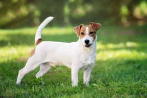 Read more about the article Jack Russell Breeder
