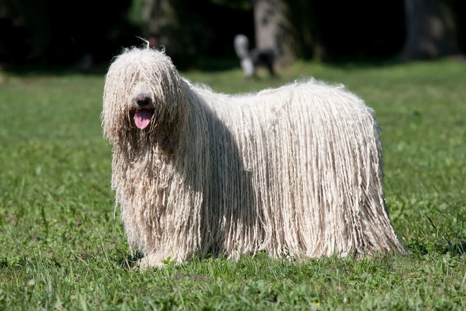 Read more about the article Komondor breeder