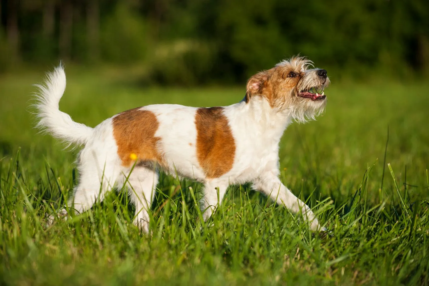 Read more about the article Kromfohrländer breeder