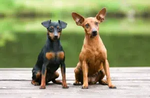 Read more about the article Miniature Pinscher breeder