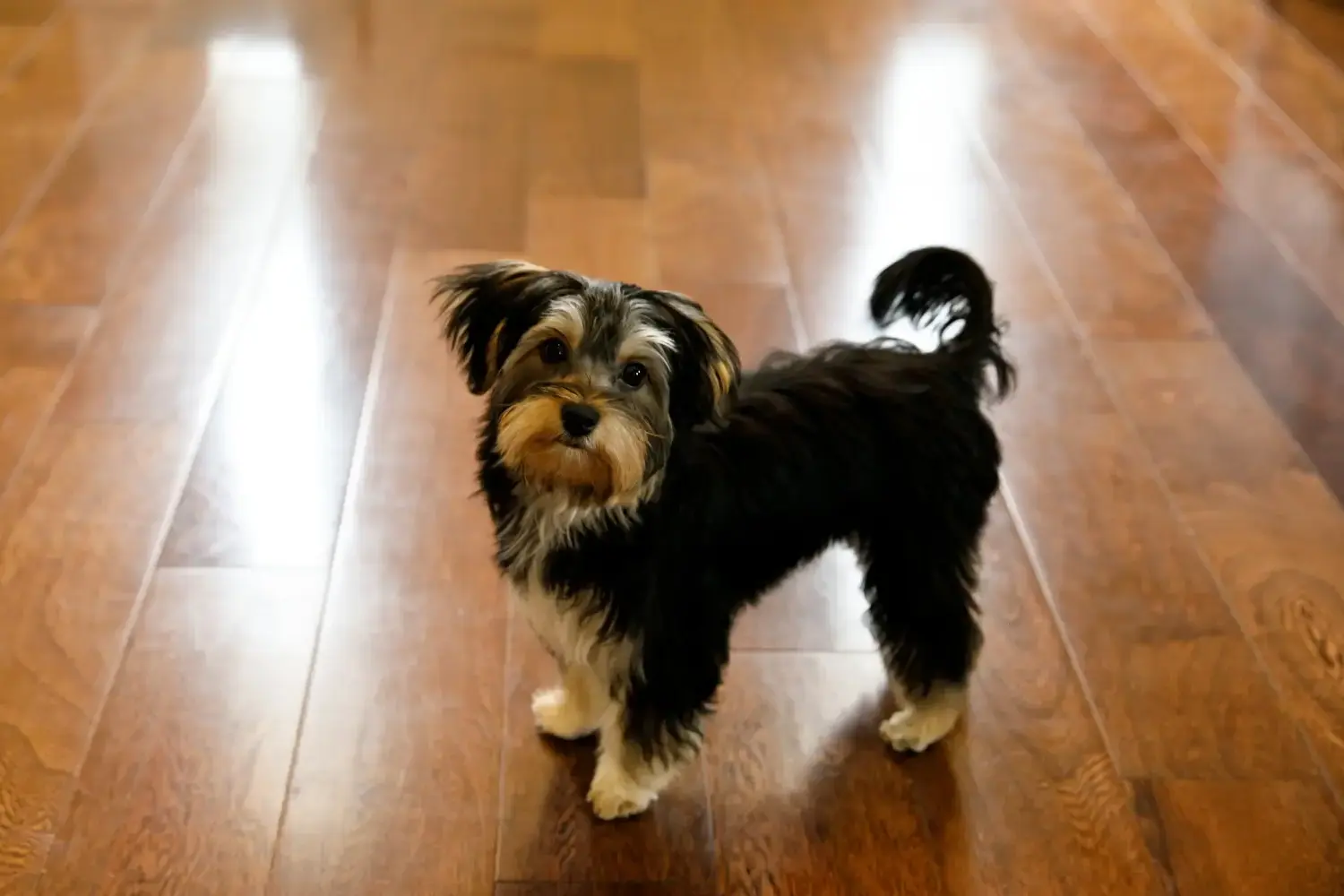 Read more about the article Morkie breeder
