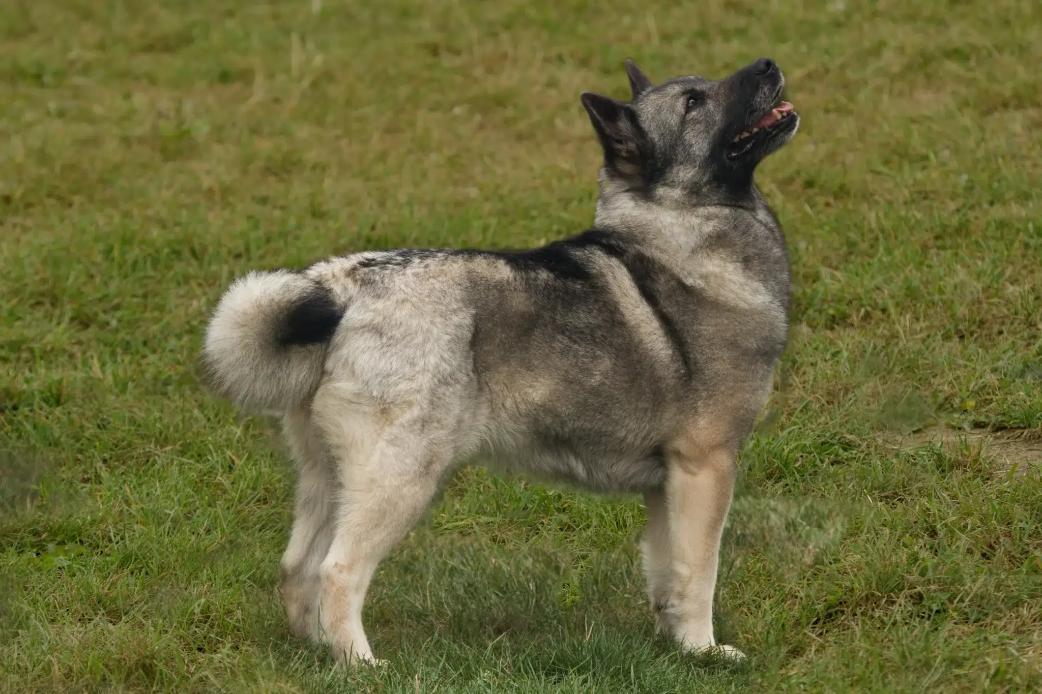 Read more about the article Norwegian Buhund breeder