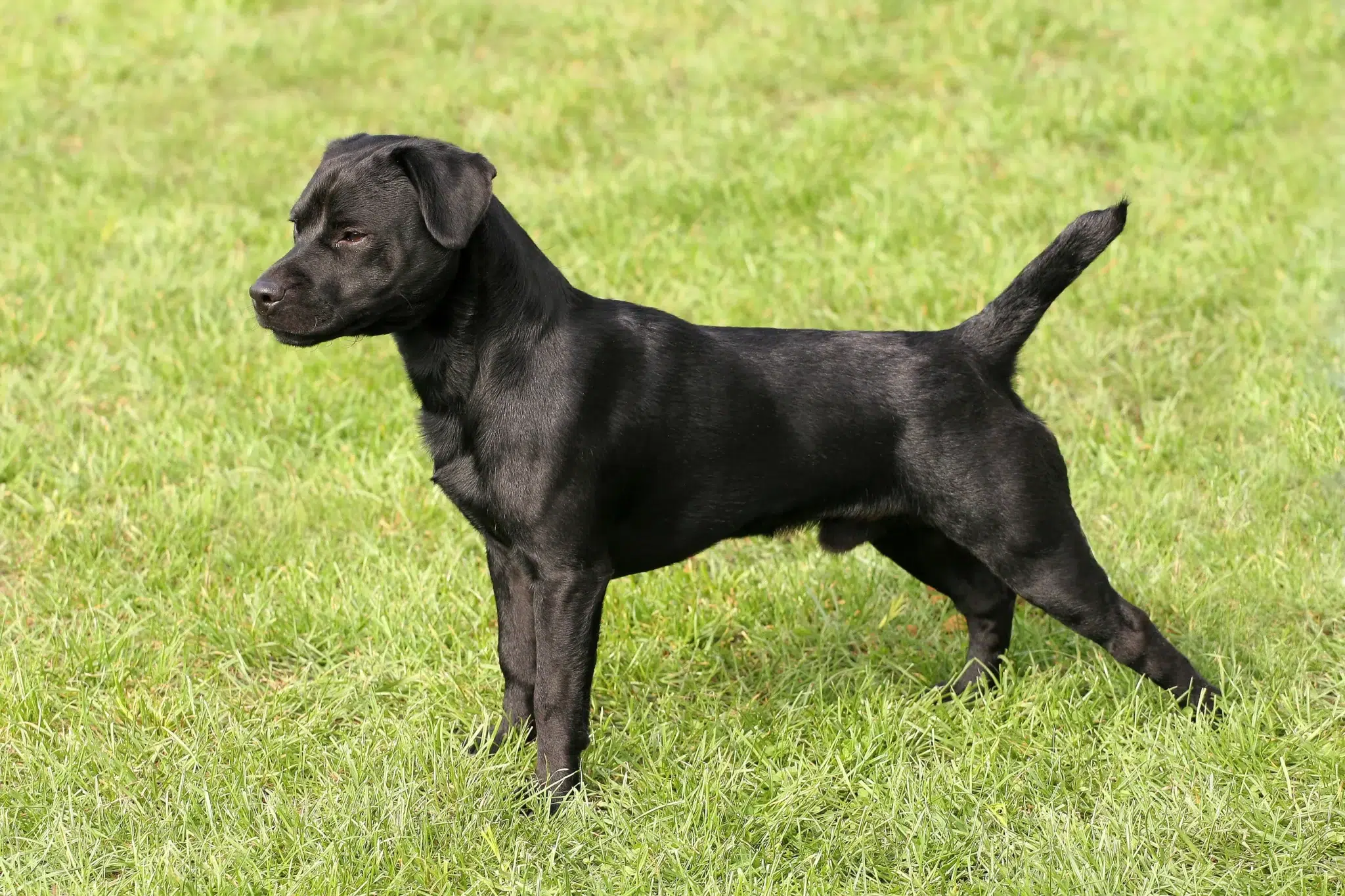 Read more about the article Patterdale Terrier Breeder