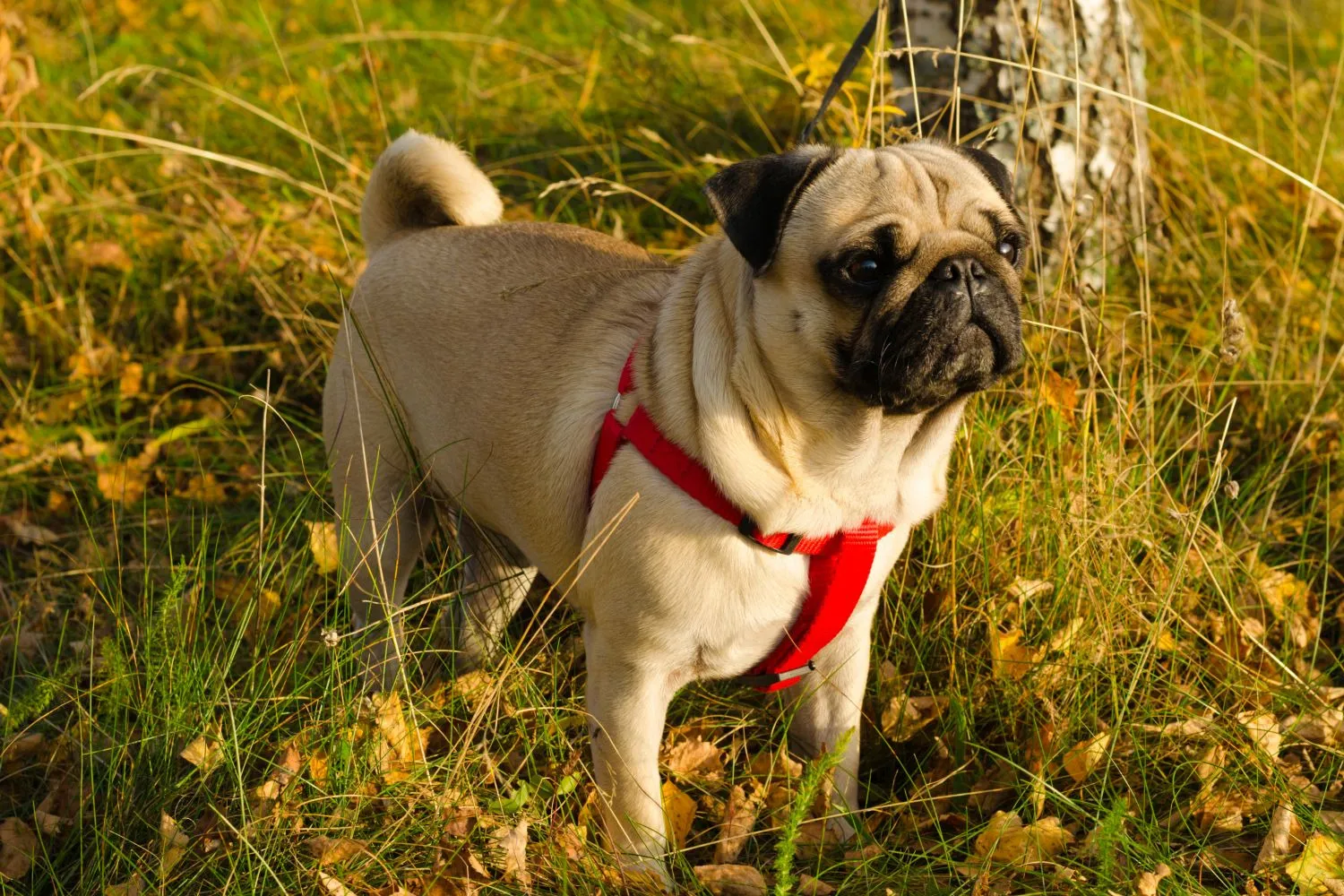 Read more about the article Pug breeder