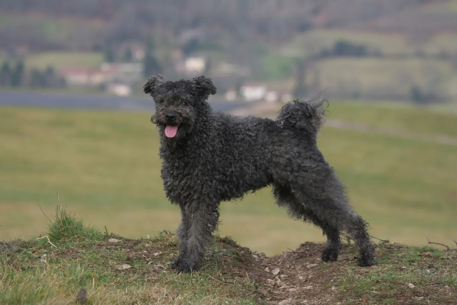 Read more about the article Pumi breeder