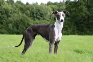 Read more about the article Whippet breeder