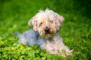 Read more about the article Yorkipoo breeder