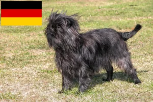 Read more about the article Affenpinscher breeders and puppies in Germany