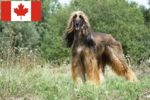 Read more about the article Afghan greyhound breeders and puppies in Canada