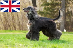 Read more about the article Afghan greyhound breeders and puppies in Great Britain