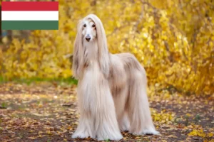 Read more about the article Afghan greyhound breeders and puppies in Hungary