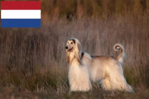 Read more about the article Afghan greyhound breeders and puppies in the Netherlands