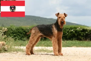 Read more about the article Airedale Terrier breeders and puppies in Austria