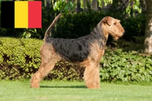 Read more about the article Airedale Terrier breeders and puppies in Belgium