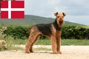 Read more about the article Airedale Terrier breeders and puppies in Denmark