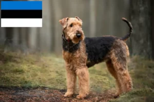 Read more about the article Airedale Terrier breeders and puppies in Estonia