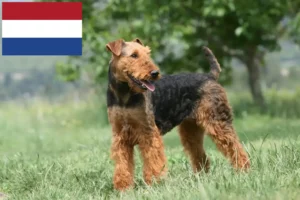Read more about the article Airedale Terrier breeders and puppies in the Netherlands